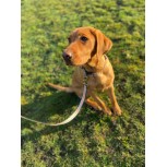 Personalised Dog Lead- Olive and Slate